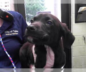 Labrador Retriever-Unknown Mix Dogs for adoption in Tulsa, OK, USA