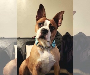 Medium Photo #8 English Boston Bulldog Puppy For Sale in Oro Medonte, Ontario, Canada