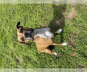 Boxer Dogs for adoption in Brentwood, TN, USA