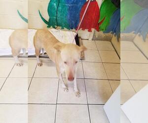 Unknown-Whippet Mix Dogs for adoption in Kailua Kona , HI, USA