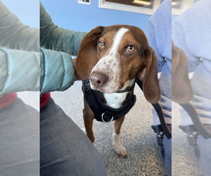 Beagle-Unknown Mix Dogs for adoption in Greenbelt, MD, USA