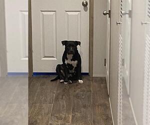 American Bulldog-Unknown Mix Dogs for adoption in San Antonio, TX, USA