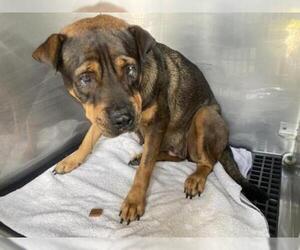 Shepweiller Dogs for adoption in Naples, FL, USA