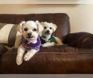 Bichon Frise Dogs for adoption in Glen Haven, WI, USA