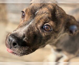 Mutt Dogs for adoption in Tulsa, OK, USA