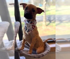 Dachshund-Unknown Mix Dogs for adoption in Warrenton, VA, USA
