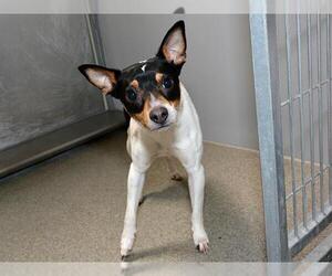 Rat Terrier Dogs for adoption in West Valley, UT, USA