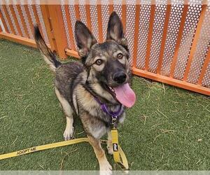 German Shepherd Dog-Unknown Mix Dogs for adoption in Las Vegas, NV, USA