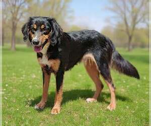 Collie-Unknown Mix Dogs for adoption in Royal Palm Beach, FL, USA