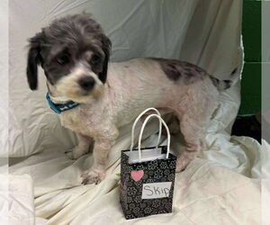 Shih-Poo Dogs for adoption in Rustburg, VA, USA