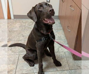Chocolate Labrador retriever-Labrador Retriever Mix Dogs for adoption in Bristol, CT, USA