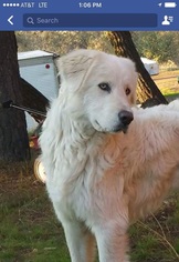 Great Pyrenees Dogs for adoption in Vacaville, CA, USA
