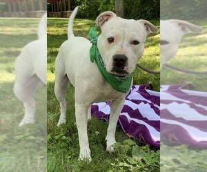 Bullypit Dogs for adoption in Batavia, OH, USA