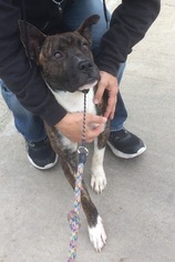 Akita Dogs for adoption in Newport Beach, CA, USA