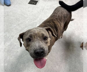 Mutt Dogs for adoption in Houston, TX, USA