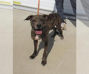 American Staffordshire Terrier-Unknown Mix Dogs for adoption in Louisville, KY, USA