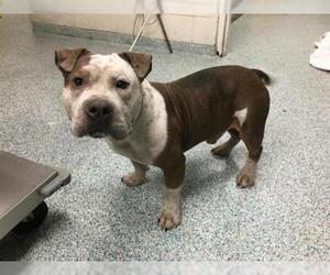 Staffordshire Bull Terrier Dogs for adoption in Long Beach, CA, USA