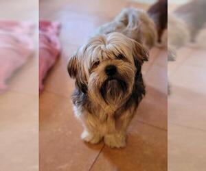 Shih Tzu-Unknown Mix Dogs for adoption in Hedgesville, WV, USA