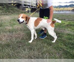 Treeing Walker Coonhound Dogs for adoption in Reedsport, OR, USA