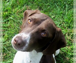 German Shorthaired Pointer Dogs for adoption in Conway, AR, USA