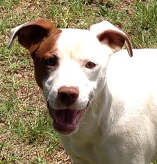 Jack Russell Terrier-Labrador Retriever Mix Dogs for adoption in Rock Hill, SC, USA