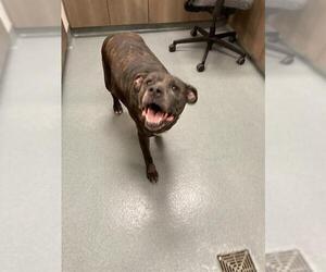 American Pit Bull Terrier-Unknown Mix Dogs for adoption in Baytown, TX, USA