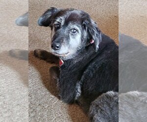 Mutt Dogs for adoption in Greenville, IL, USA