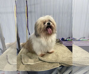 Shih Tzu-Unknown Mix Dogs for adoption in Chico, CA, USA