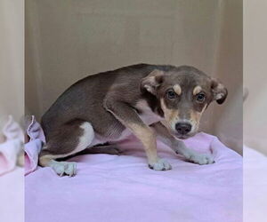 Labrador Retriever-Unknown Mix Dogs for adoption in Clarkesville, GA, USA