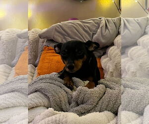 Miniature Pinscher Dogs for adoption in Charlottesville, VA, USA