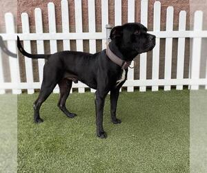 Mutt Dogs for adoption in Modesto, CA, USA