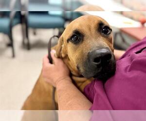 American Pit Bull Terrier-Unknown Mix Dogs for adoption in Santa Rosa, CA, USA