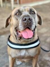 Mastiff Dogs for adoption in Thonotosassa, FL, USA