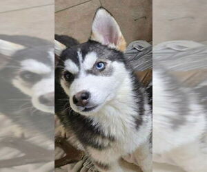 Siberian Husky Dogs for adoption in Matawan, NJ, USA
