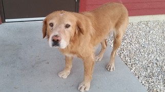 Golden Retriever Dogs for adoption in Monticello, IA, USA
