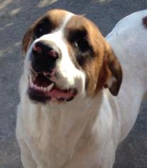 Labrador Retriever-Saint Bernard Mix Dogs for adoption in Rock Hill, SC, USA