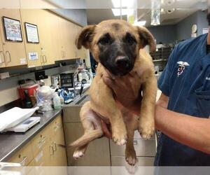 German Shepherd Dog Dogs for adoption in Riverside, CA, USA