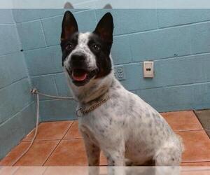 Mutt Dogs for adoption in Downey, CA, USA