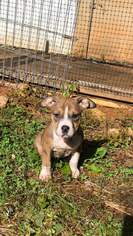 Medium Photo #1 American Pit Bull Terrier-Unknown Mix Puppy For Sale in Forest, VA, USA