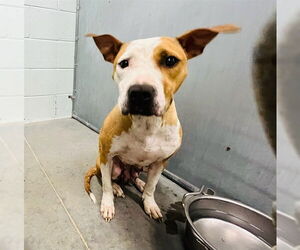 Labrador Retriever-Unknown Mix Dogs for adoption in Tavares, FL, USA