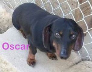 Dachshund Dogs for adoption in Mountain View, AR, USA