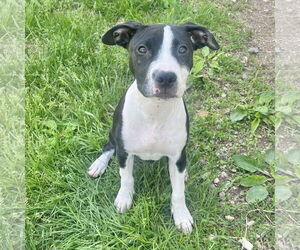 American Staffordshire Terrier-Unknown Mix Dogs for adoption in New Oxford , PA, USA