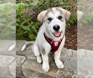 Alaskan Malamute-Unknown Mix Dogs for adoption in Fremont, CA, USA