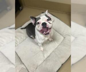 French Bulldog-Unknown Mix Dogs for adoption in Chula Vista, CA, USA