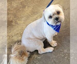 Shih Tzu Dogs for adoption in Carrollton, TX, USA