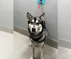 Siberian Husky-Unknown Mix Dogs for adoption in Las Vegas, NV, USA