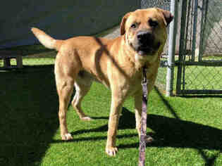 Mastiff Dogs for adoption in Raleigh, NC, USA