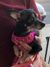 Chihuahua Dogs for adoption in Lancaster, PA, USA