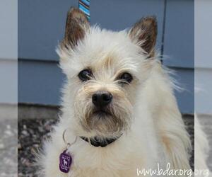 Cairn Terrier-Unknown Mix Dogs for adoption in Cheyenne, WY, USA