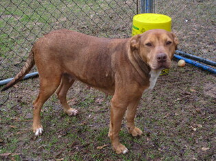 Shepradors Dogs for adoption in Carthage, AR, USA